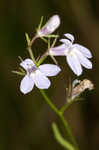 Canby's lobelia